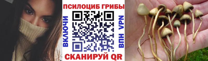 где можно купить   Нюрба  Псилоцибиновые грибы Psilocybine cubensis 